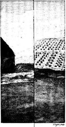 Picture of an Irish cabbin